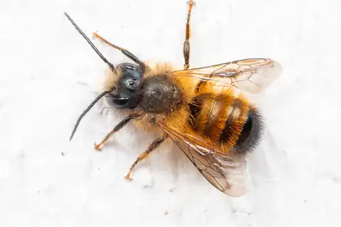Red Mason Bee