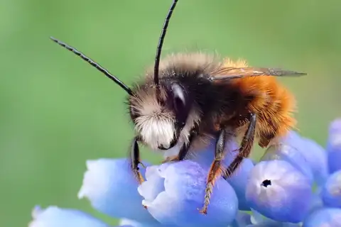 European Orchard Bee