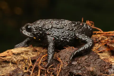 Herveo Plump Toad