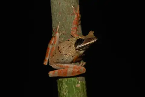 Bolivian Spiny-backed Frog