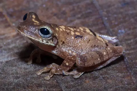 Rio Napo Spiny-backed Frog