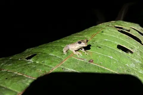 Tan-faced Spiny-backed Frog