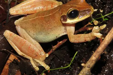 Cayenne Spiny-backed Frog
