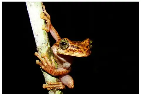 Egg-eating Spiny-backed Frog