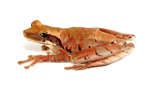 Flat-headed Spiny-backed Frog