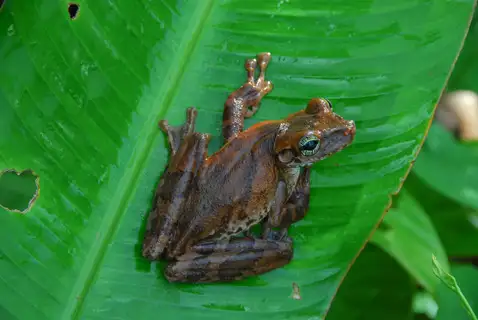 Giant Broad-headed Treefrog