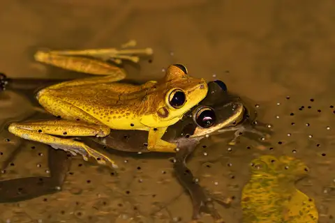 Yasuni Spiny-backed Frog