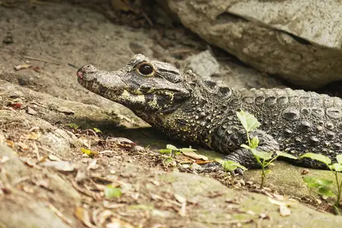 Dwarf Crocodile