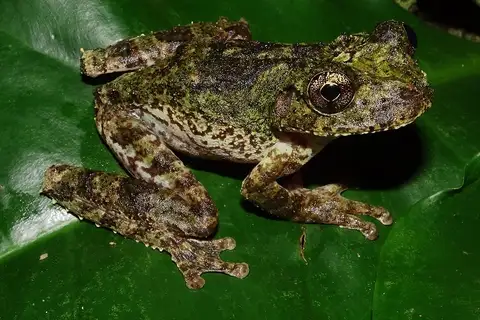 Jamaican Snoring Frog