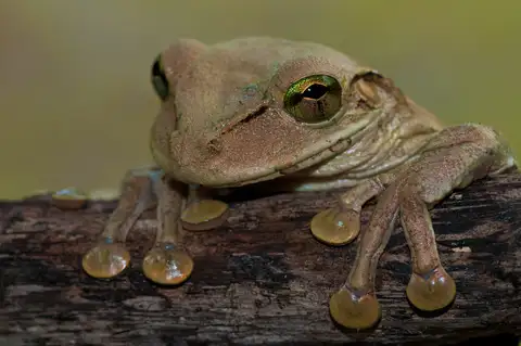 Hispaniolan Common Tree Frog
