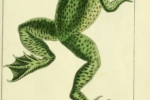Jamaican Laughing Frog