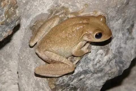 Cuban Tree Frog