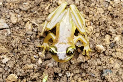 Green Bromeliad Frog