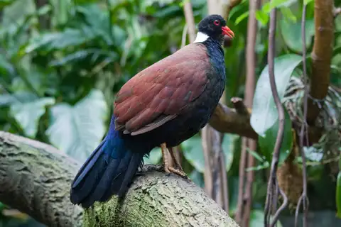 Pheasant Pigeon