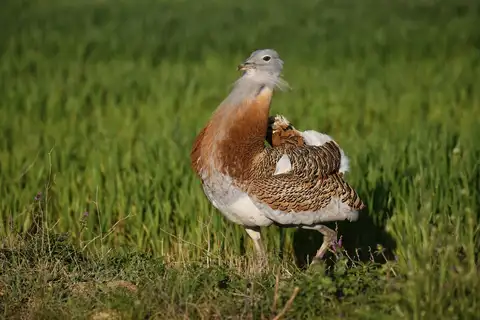 Great Bustard