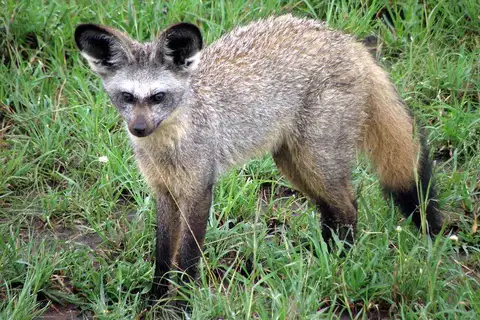 Bat-eared Fox