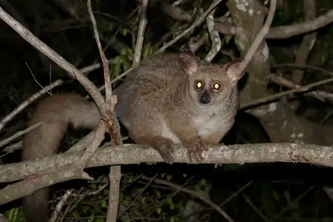 Brown Greater Galago