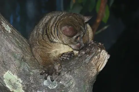 Small-eared Greater Galago