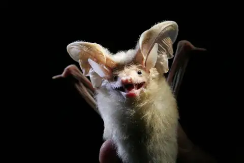 Desert Long-eared Bat