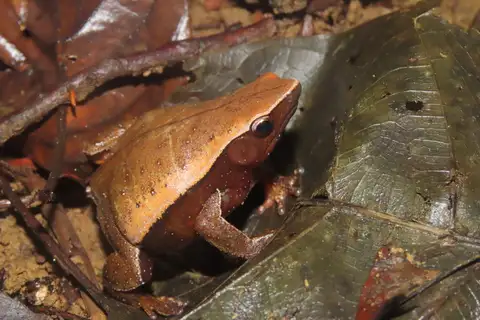 Pyburn's Pancake Frog