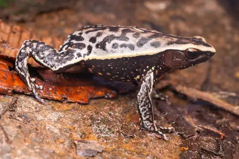 Otophryne steyermarki