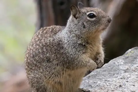 California Ground Squirrel