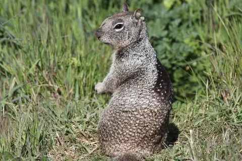 Douglas's Ground Squirrel