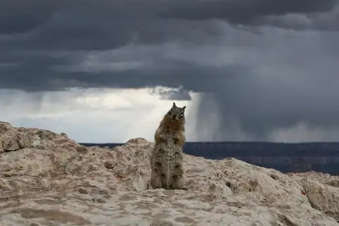 Rock Squirrel