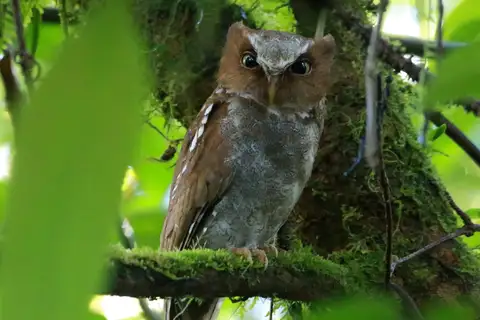Flores Scops Owl