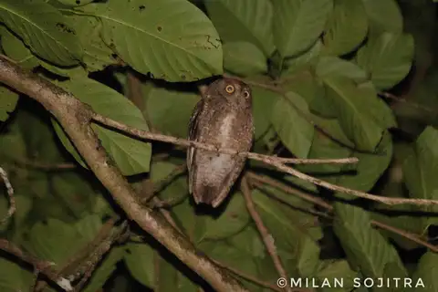 Nicobar Scops Owl