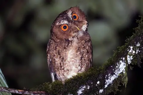 Javan Scops Owl