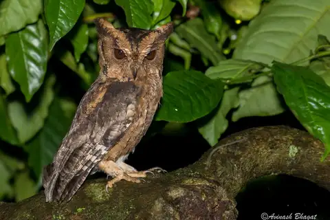 Indian Scops Owl