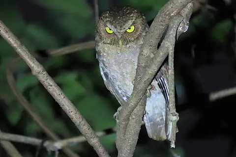 Andaman Scops Owl