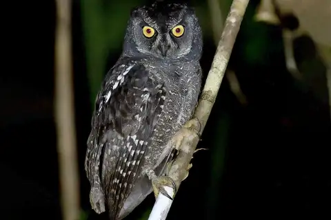 Biak Scops Owl