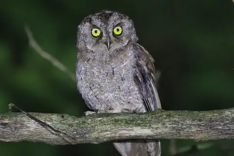 Principe Scops Owl