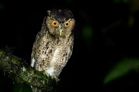 Rajah Scops Owl