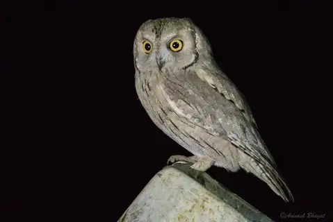 Pallid Scops Owl