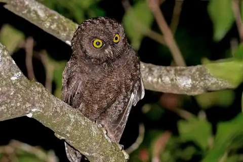 Anjouan Scops Owl