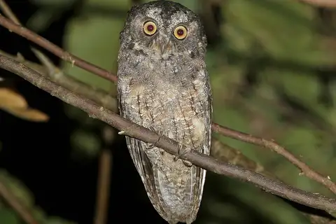 Sangihe Scops Owl