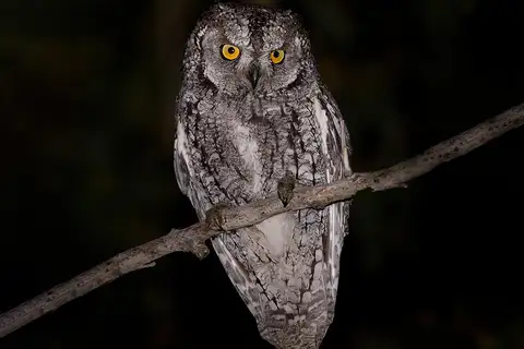 Cyprus Scops Owl