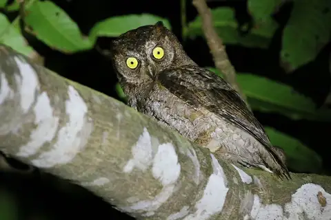 Ryukyu Scops Owl