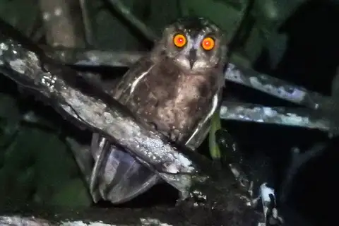 Enggano Scops Owl