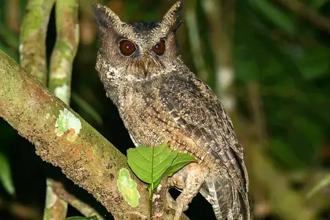 Everett's Scops Owl