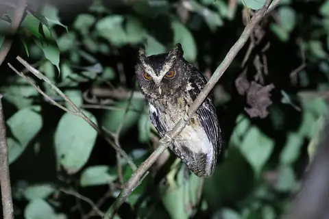 Palawan Scops Owl