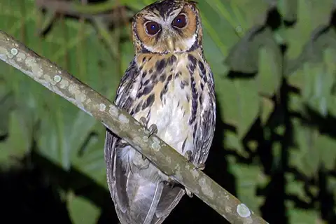 Giant Scops Owl