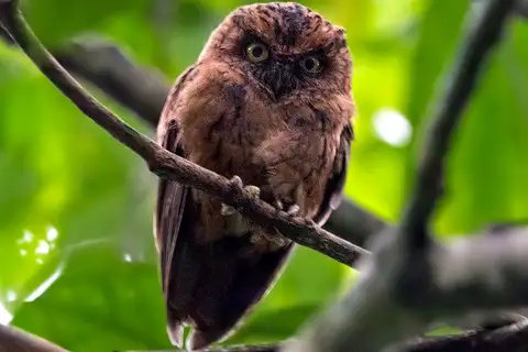 Sao Tome Scops Owl