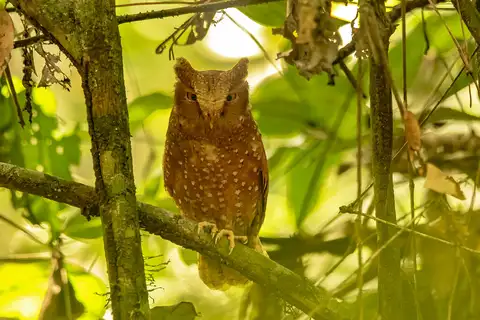 Sandy Scops Owl