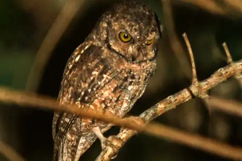 Seychelles Scops Owl