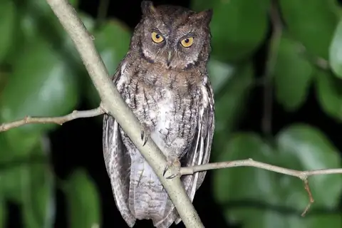 Rinjani Scops Owl
