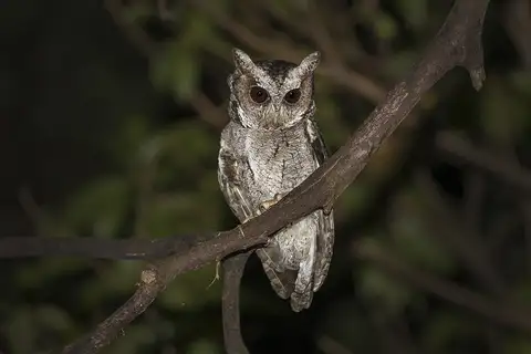 Collared Scops-Owl